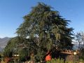 Cedrus atlantica